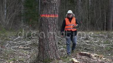 森林检查员与平板电脑接近最后一棵树的清晰砍伐森林